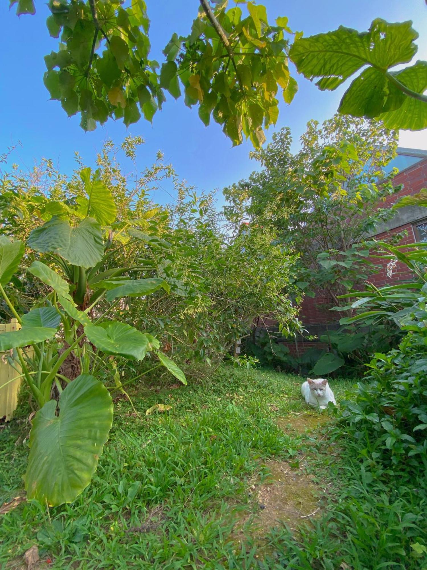 Cats,Piano & Starry Sky Resort Garden -Starry Forest Cottage Okinawa- Onna Luaran gambar