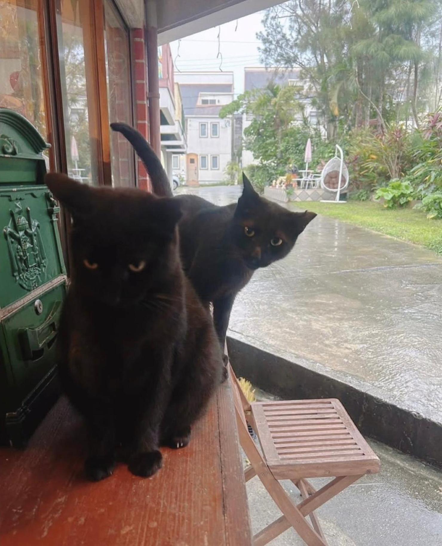 Cats,Piano & Starry Sky Resort Garden -Starry Forest Cottage Okinawa- Onna Luaran gambar